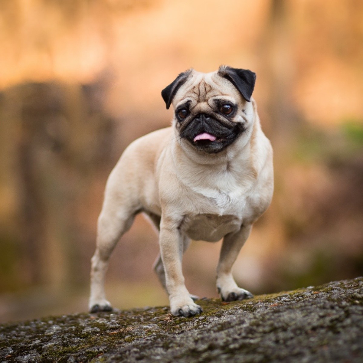 De los emperadores chinos para el mundo, la historia de los perros Pug