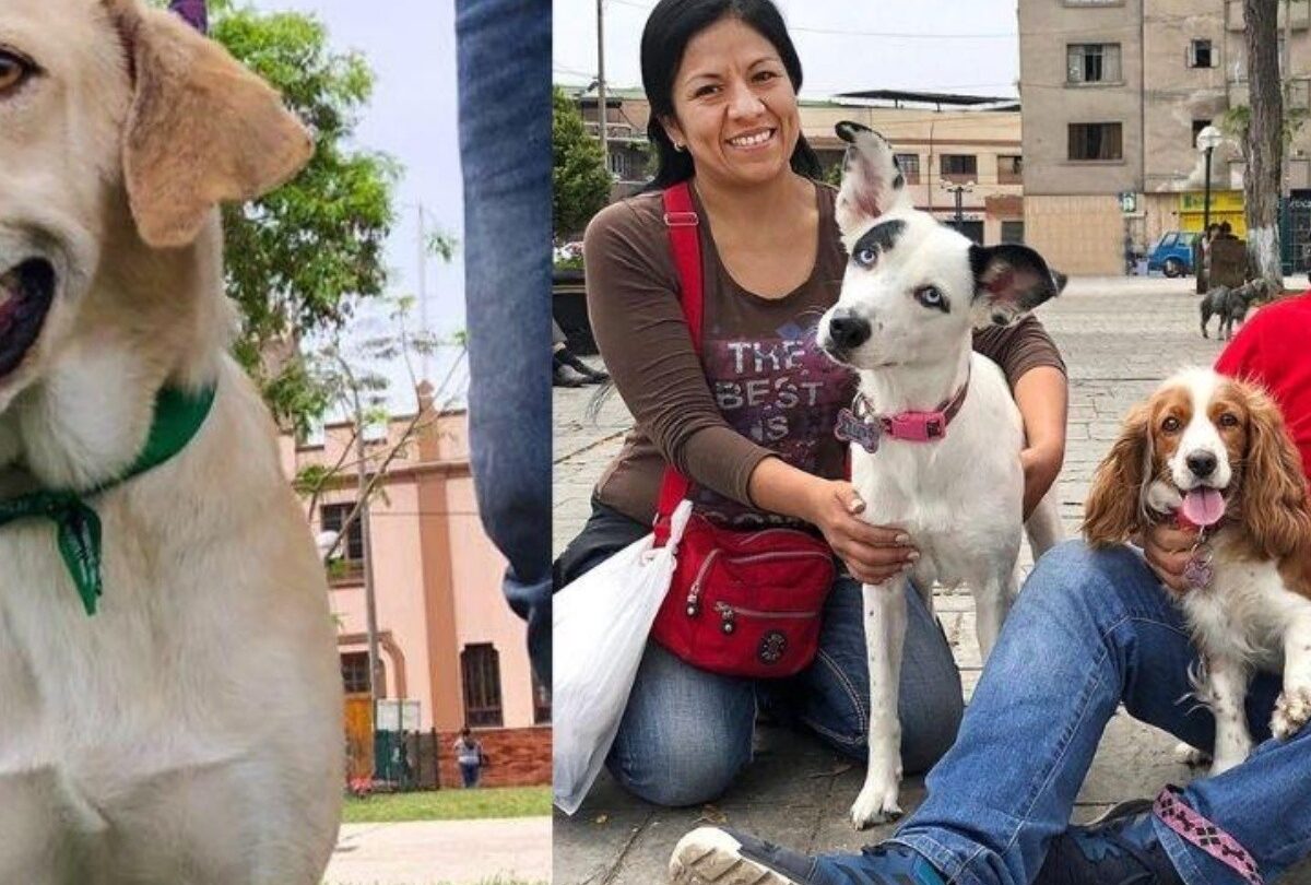 Perrito que esperaba a su dueño que había fallecido en hospital es adoptado |