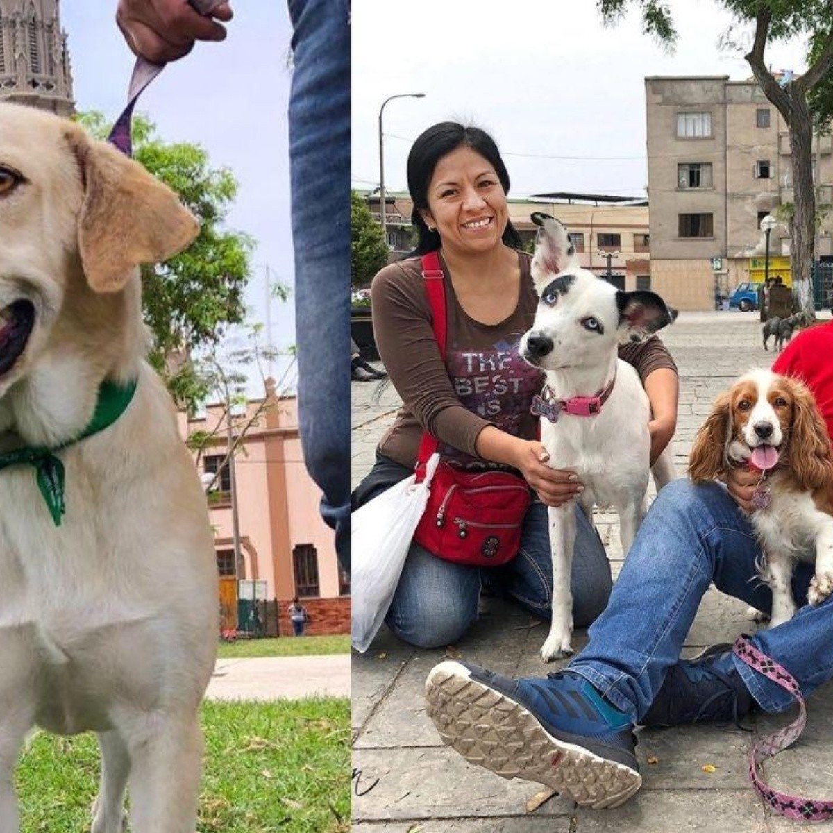 Perrito que esperaba a su dueño que había fallecido en hospital, es adoptado