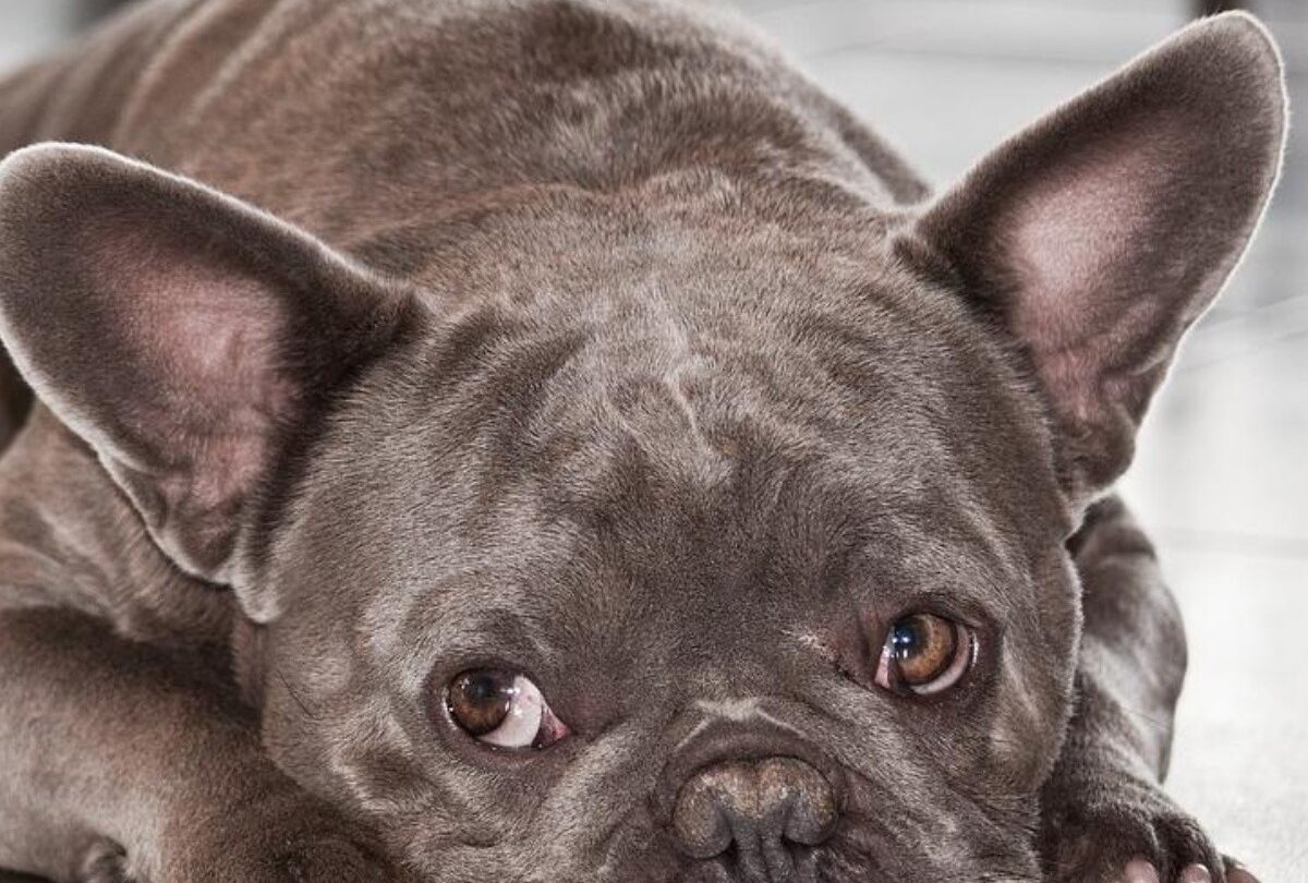 Las razas de 10 perros que más se roban las personas en Reino Unido |