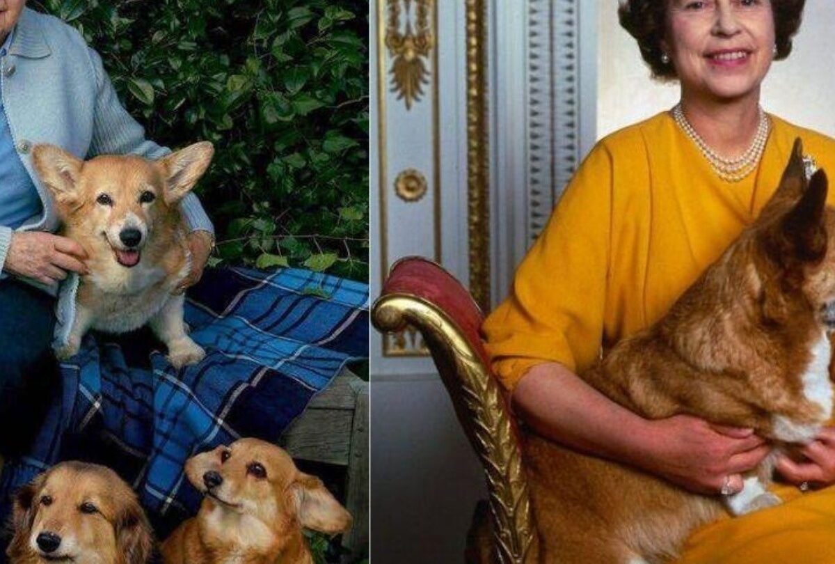 Reina Isabel II adopta a dos nuevos Corgis ahora viven en el Castillo de Windsor |