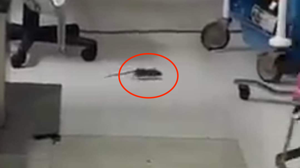 Video: Enfermera es despedida por filmar roedor en instalaciones del ISSSTE