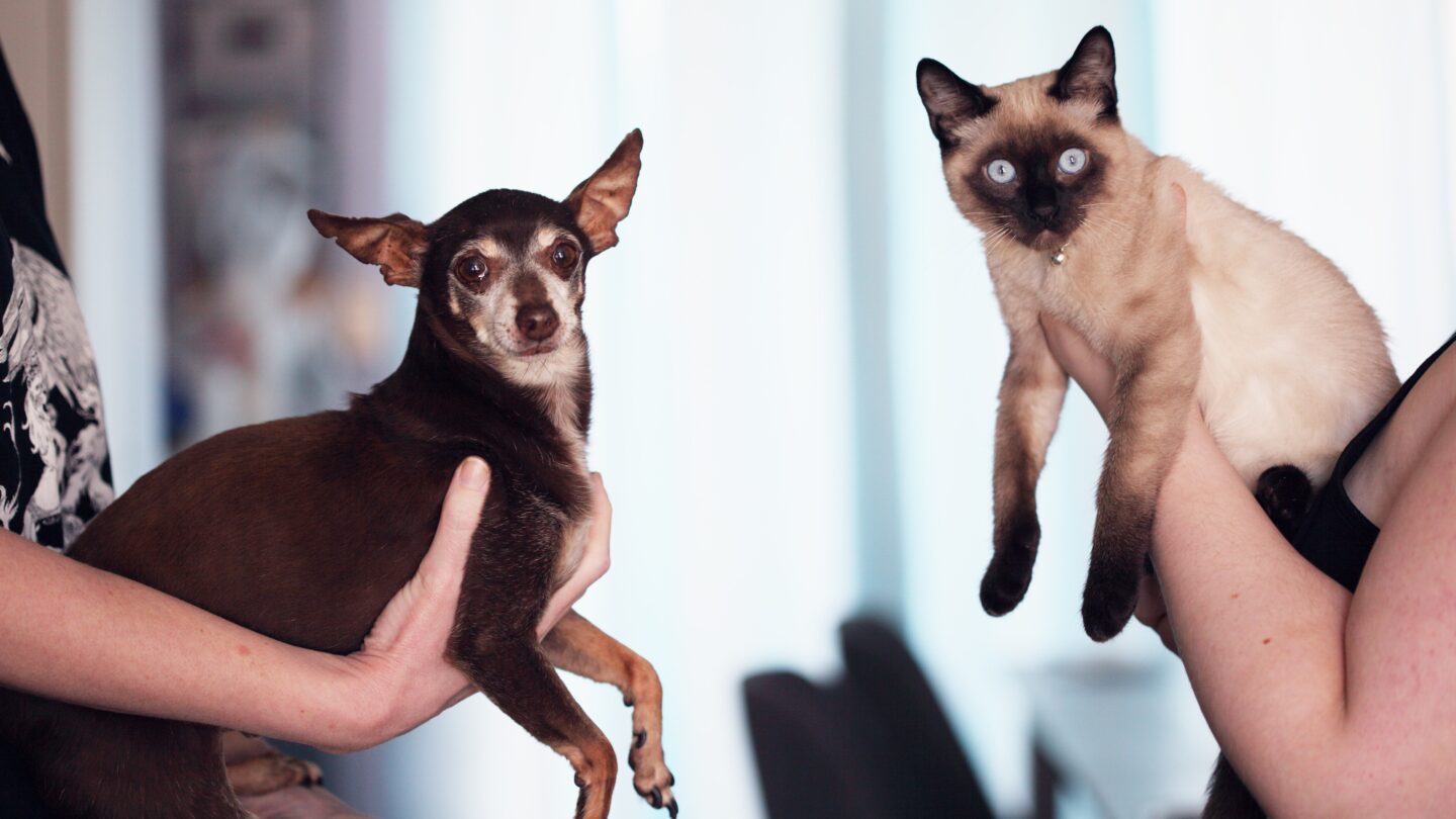 perros y gatos