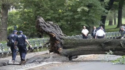 Nueva York pagara 5.5 millones de dólares a una mujer sobre la que cayo un árbol en Central Park 