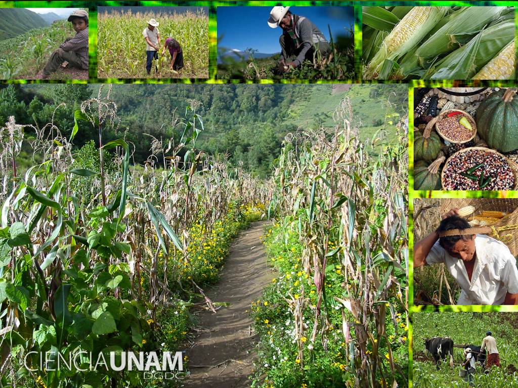 Rescatando la milpa: Un sistema agrícola ancestral para enfrentar los desafíos actuales