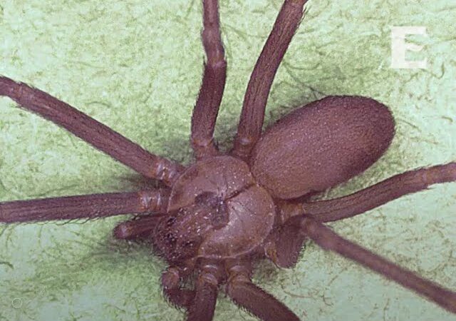ACONSEJA ISEM LIMPIEZA CONSTANTE EN CASA PARA PREVENIR MORDEDURA DE ARAÑA VIOLINISTA