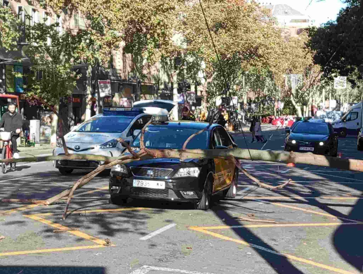 ALERTA: Ladrones roban taxi y se estrellan contra un árbol en Avenida Central