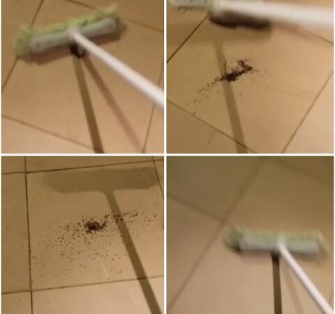 Aplastó una araña con la escoba y el resultado fue aterrador
