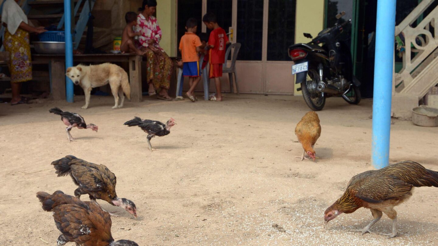 Aumentan las muertes por gripe aviar en Camboya una niña de 2 años es la última víctima |