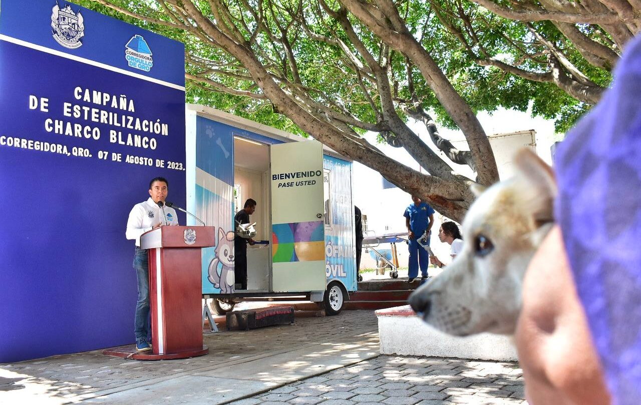 Corregidora implementa programa de esterilización gratuita de mascotas para controlar su población |