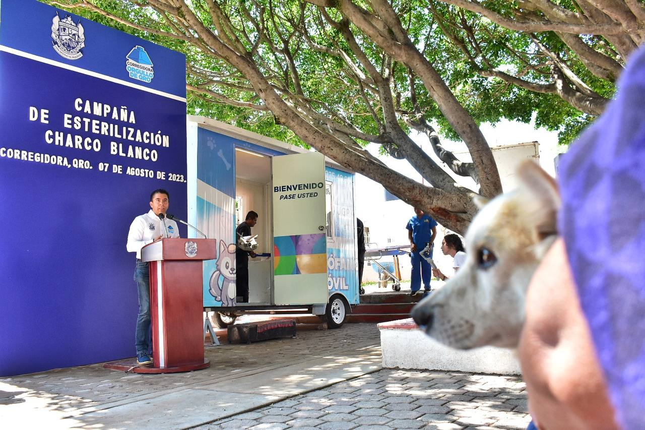 Corregidora implementa programa de esterilización gratuita de mascotas para controlar su población