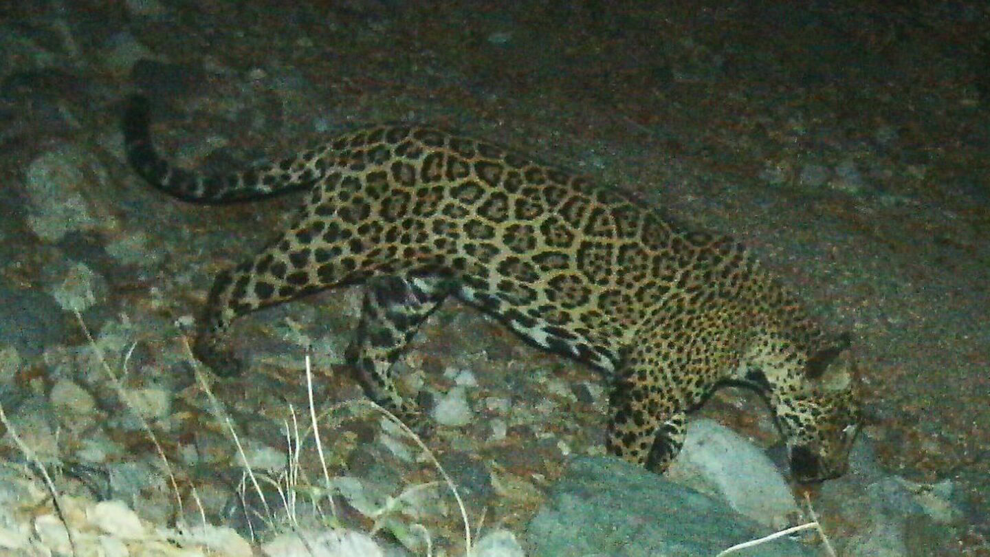 El impacto del muro fronterizo en la migración del jaguar y su hábitat |