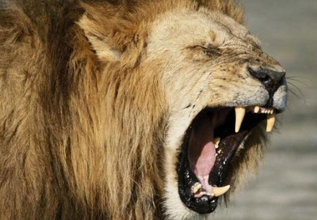 El miedo de los animales a la voz humana supera al rugido del león