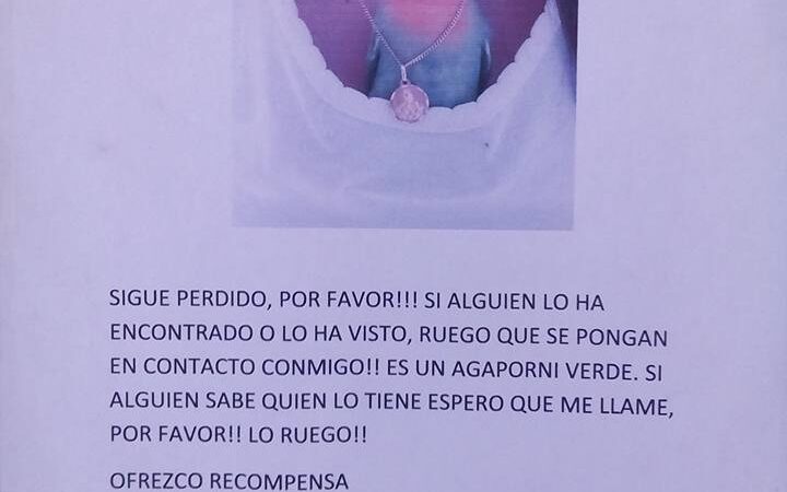 Encontró un pajarito perdido y se hicieron inseparables mientras buscaba a los dueños. ¡Los amo!
