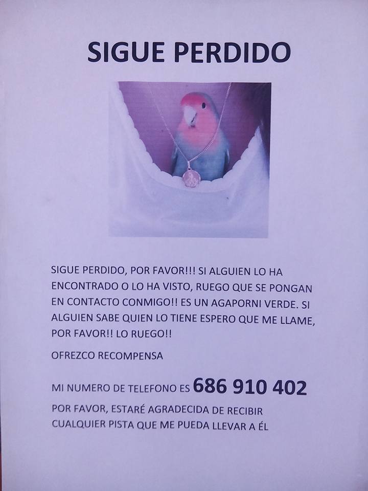 Encontró un pajarito perdido y se hicieron inseparables mientras buscaba a los dueños. ¡Los amo!