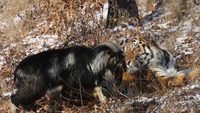 Enfrentó a un tigre para salvar a su cabra