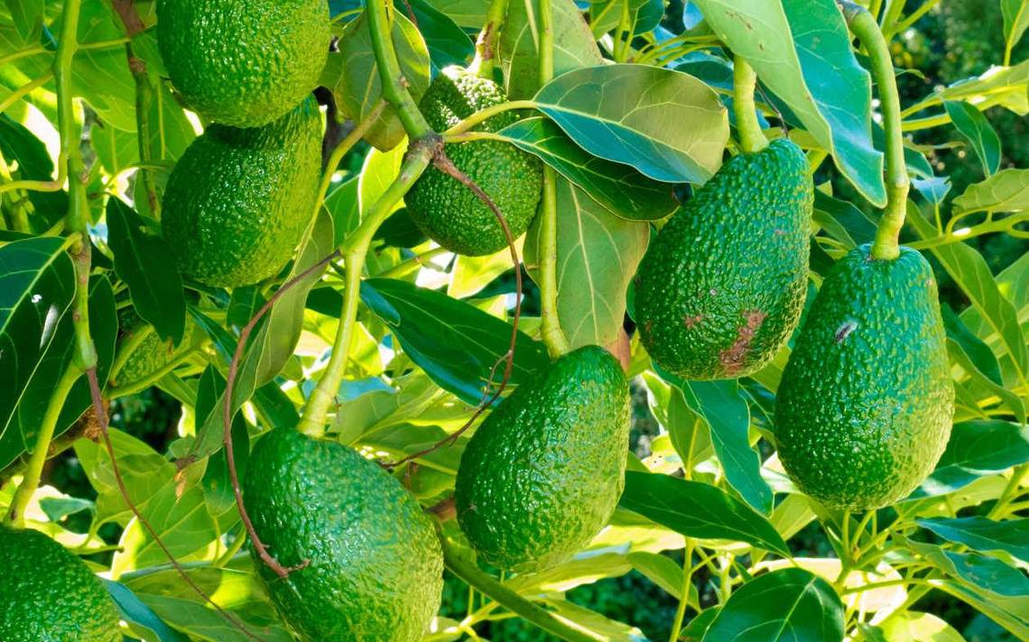 ES AGUACATE MEXIQUENSE PRODUCTO DE CLASE MUNDIAL