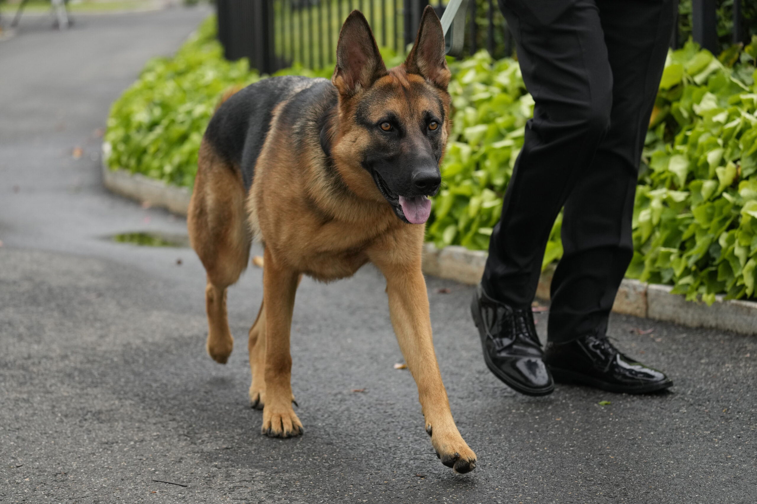 Expulsan a Commander, el perro de los Biden, de la Casa Blanca tras morder a varios agentes