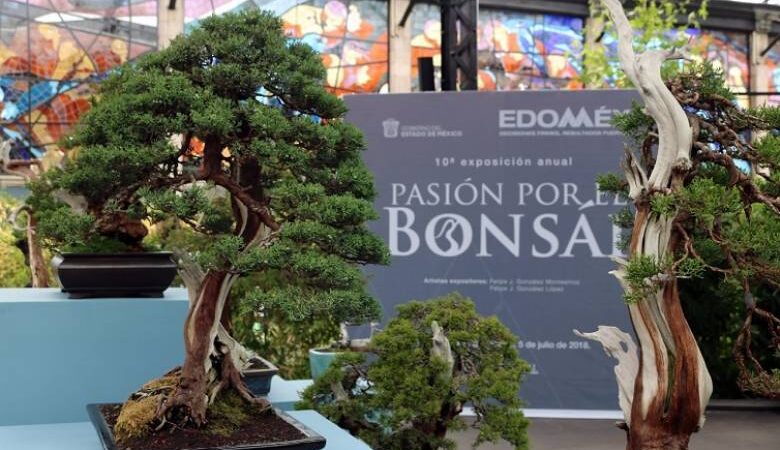 FESTEJAN 38 AÑOS DEL JARDÍN BOTÁNICO “COSMOVITRAL” CON EXPOSICIÓN DE BONSÁIS