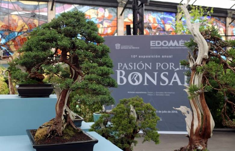 FESTEJAN 38 AÑOS DEL JARDÍN BOTÁNICO “COSMOVITRAL” CON EXPOSICIÓN DE BONSÁIS