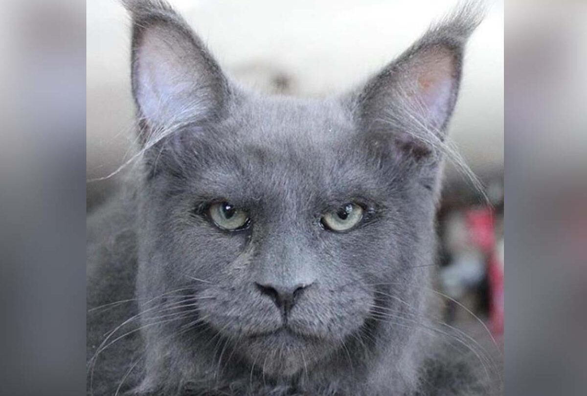 Gato con cara humana cautiva redes sociales |