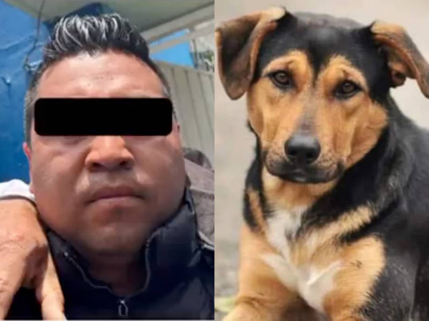 Hombre condenado a más de 5 años de cárcel por arrojar a un perro a un cazo hirviendo en Tecámac, Edomex