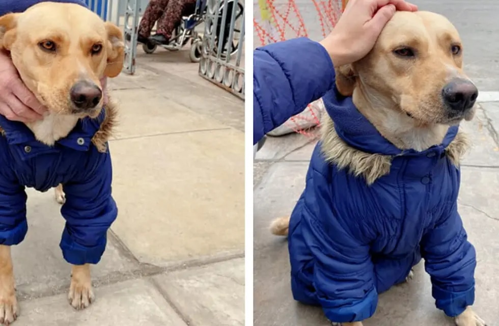 La conmovedora historia de ‘Firulais’: el perro que nunca abandonó a su dueño en el hospital y encontró un nuevo hogar