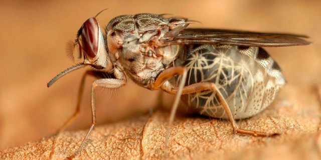 La peligrosa picadura de la mosca tse-tse: cómo prevenir la enfermedad del sueño en África Oriental