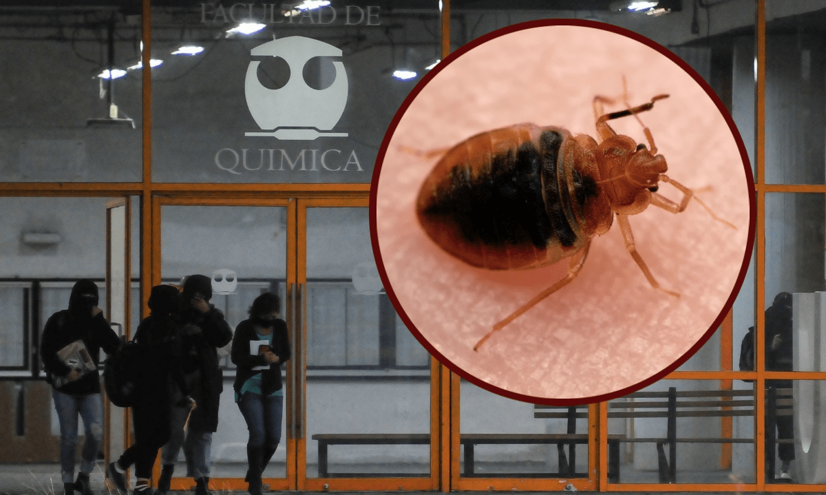 La UNAM desmiente la existencia de plagas de insectos en sus instalaciones y continúa con la fumigación