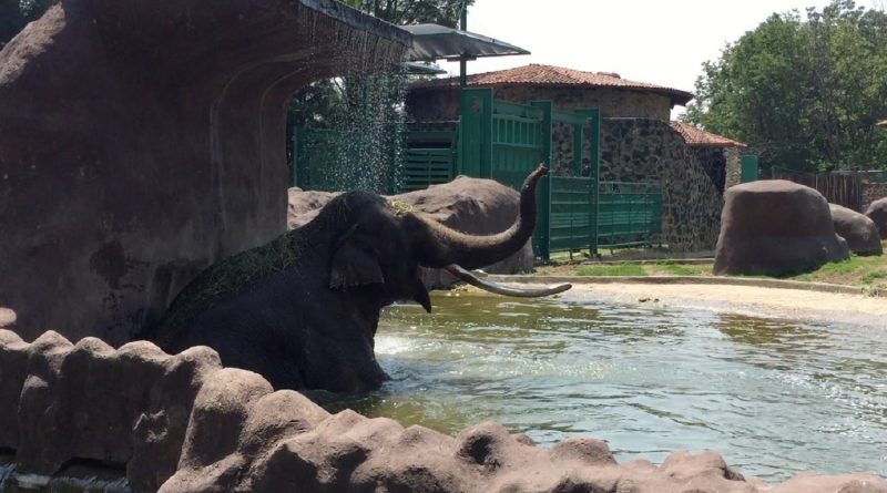 PREVIENE ZACANGO AFECTACIONES EN ANIMALES POR ALTAS TEMPERATURAS