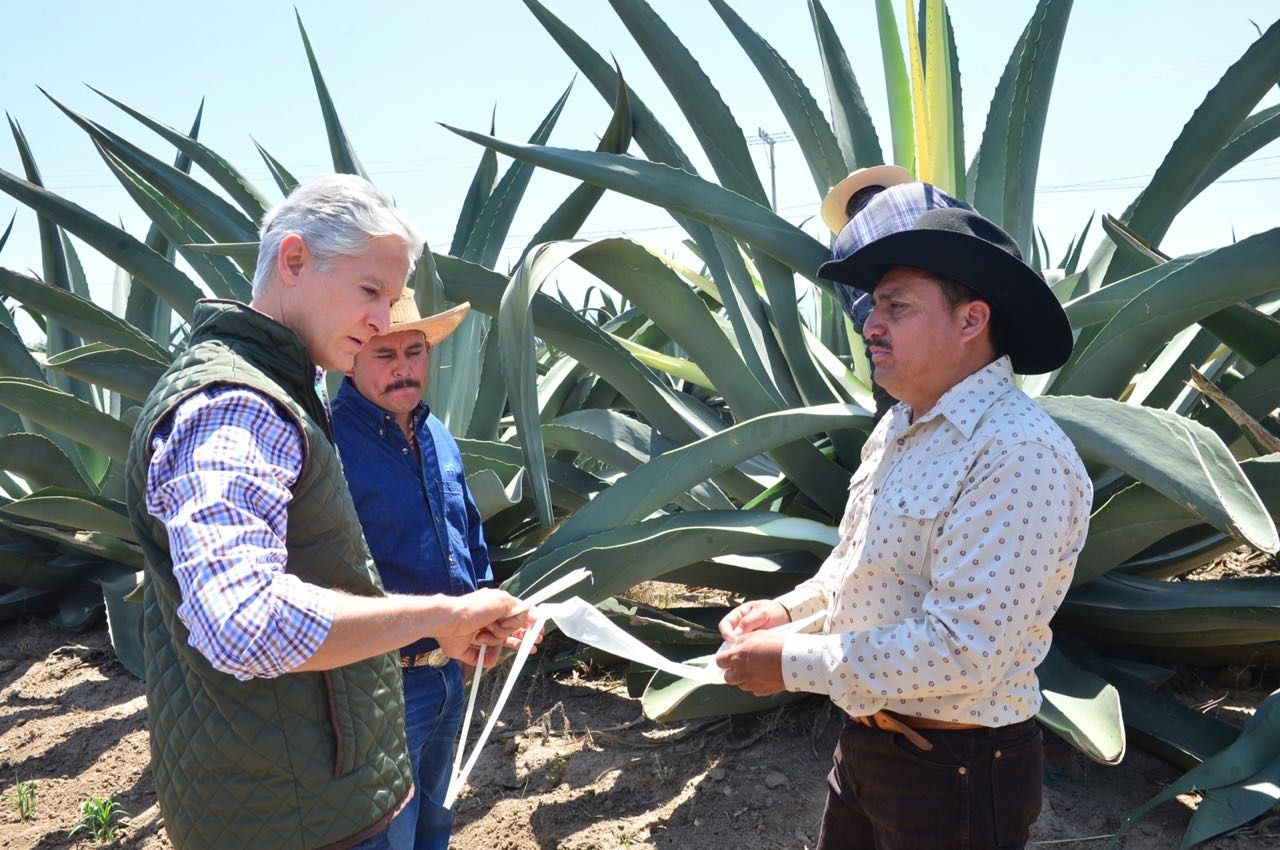 RECORRE GOBERNADOR ZONA PRODUCTORA DE PULQUE DE LA REGIÓN DE LOS VOLCANES Y DEL MUNICIPIO DE IXTAPALUCA