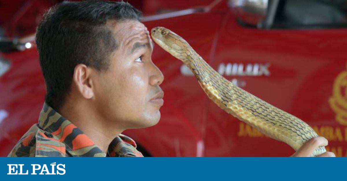 Serpiente ahorca y casi mata a su dueño en pleno show