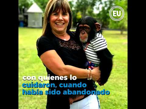 VIDEO: Changuito salta a los brazos de cuidadores
