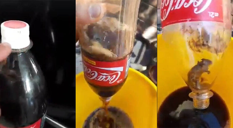 VIDEO: Encontró una rata dentro de su botella de Coca-Cola