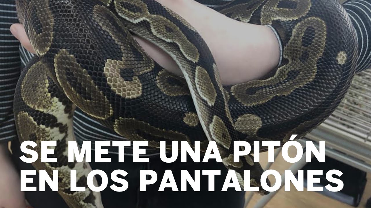 VIDEO: Serpiente se introduce a los pantalones de un hombre