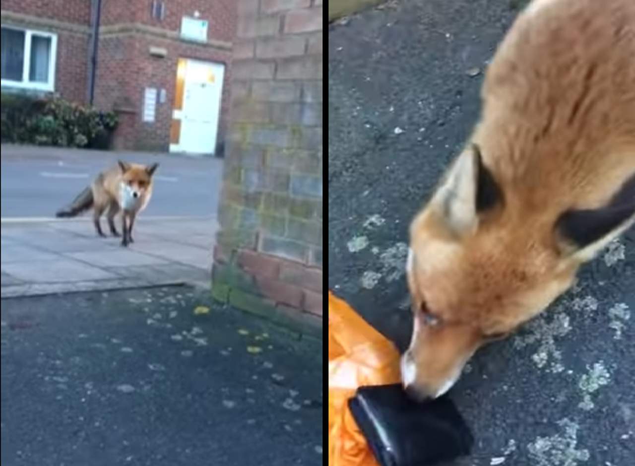 Zorro le roba su cartera a un transeúnte