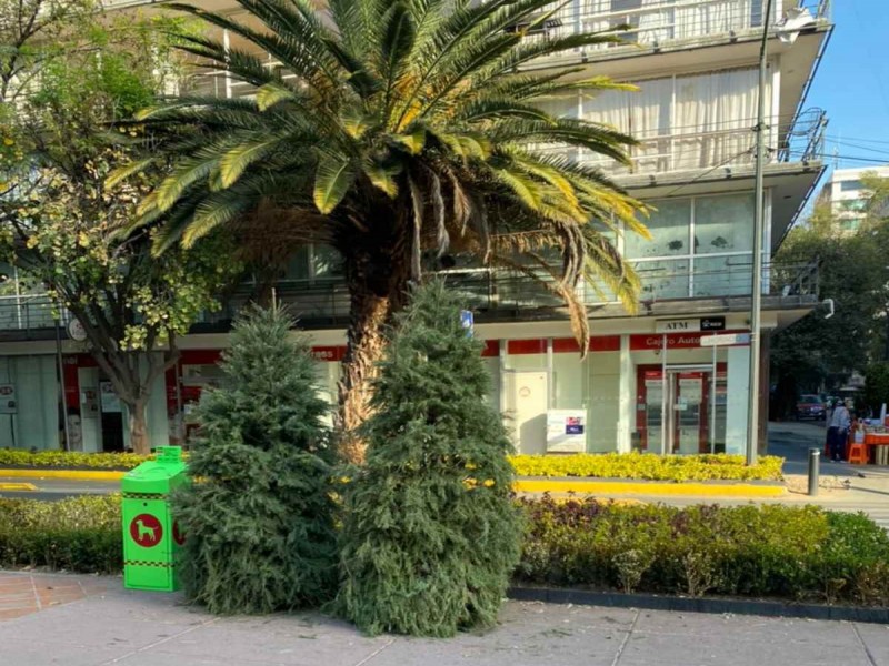 Abandonan árboles de navidad en calles de Polanco