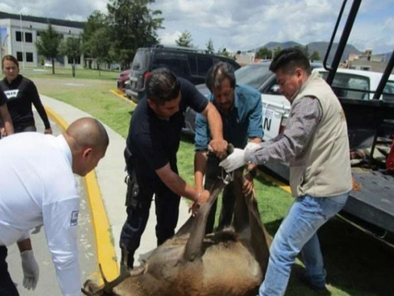 Abandonan camioneta con ciervo cazado ilegalmente en Hidalgo