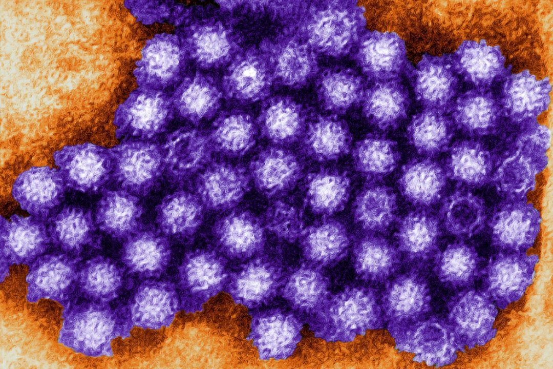 Activan alerta sanitaria en China por brote de norovirus