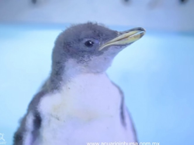 Alex, primer pingüino subantártico nacido en la CDMX