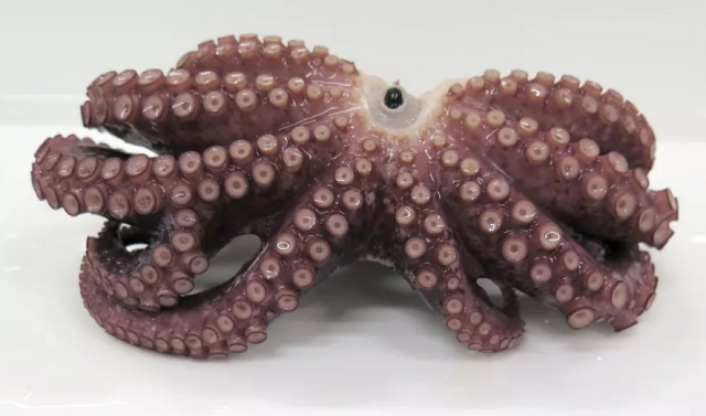 Anciana descubre un pulpo con ¡nueve brazos!