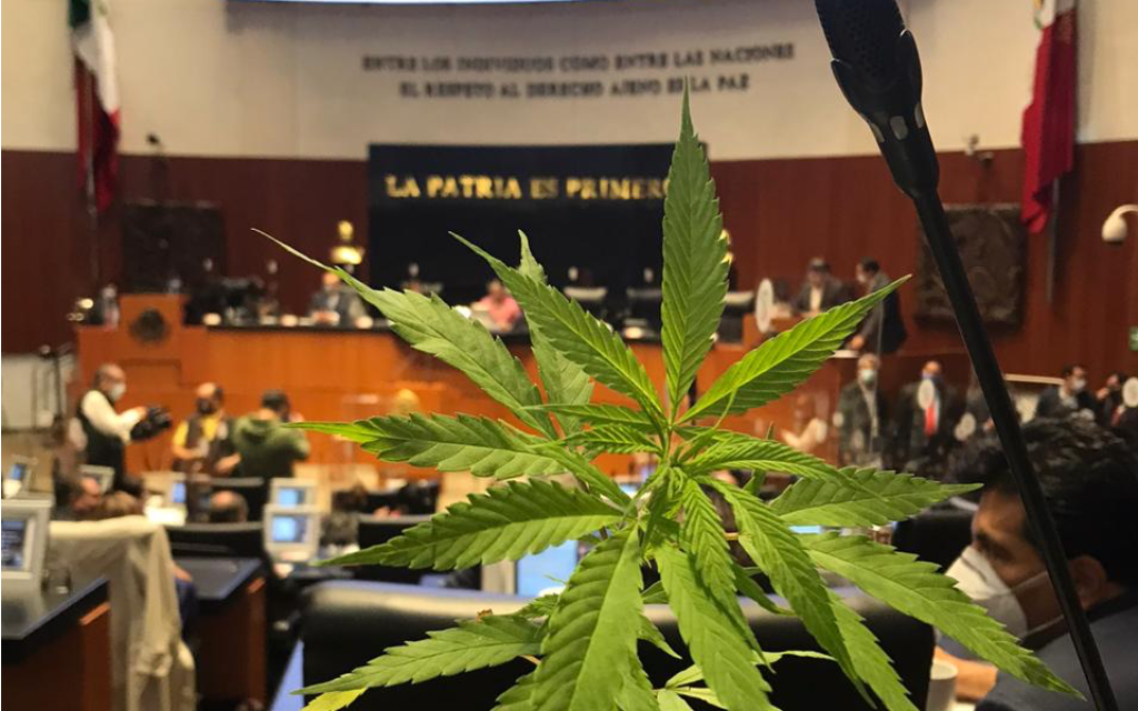 Aprueba Senado despenalización de uso lúdico de la marihuana