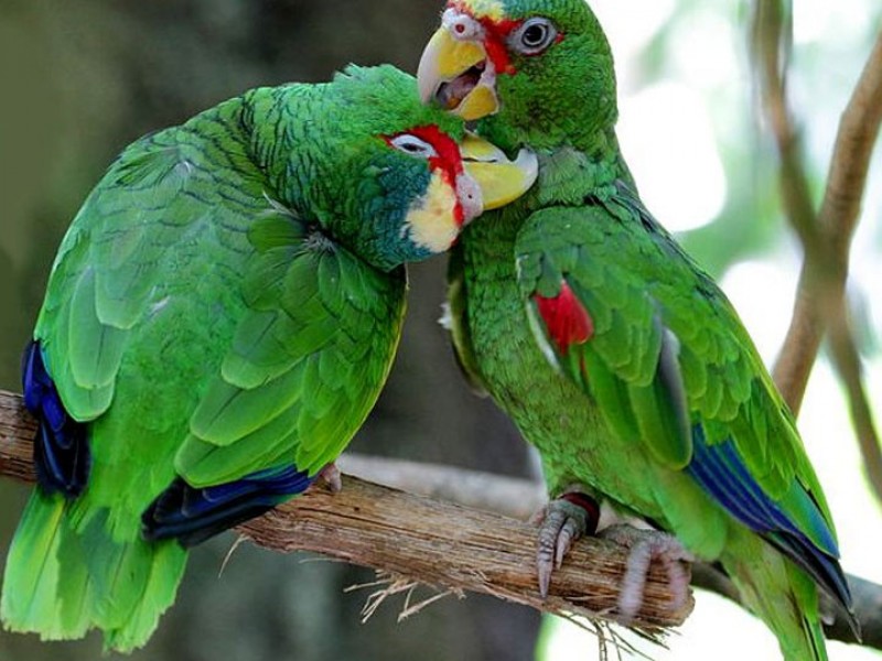 Asegura Profepa tucanes, loros y pericos en Azcapotzalco