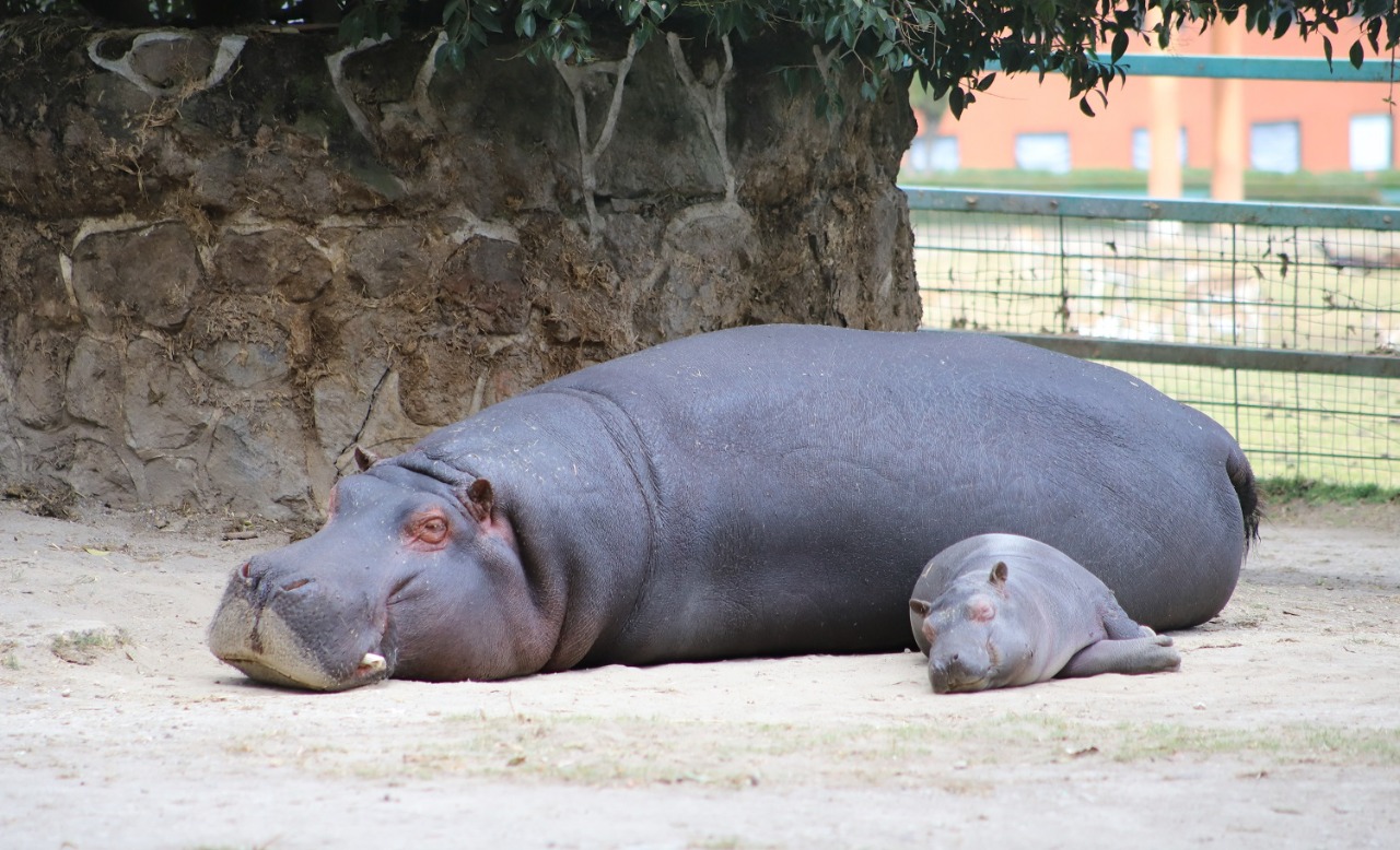 AUMENTA CRÍA DE HIPOPÓTAMO DEL NILO SU ESPERANZA DE VIDA EN PARQUE ECOLÓGICO ZACANGO.