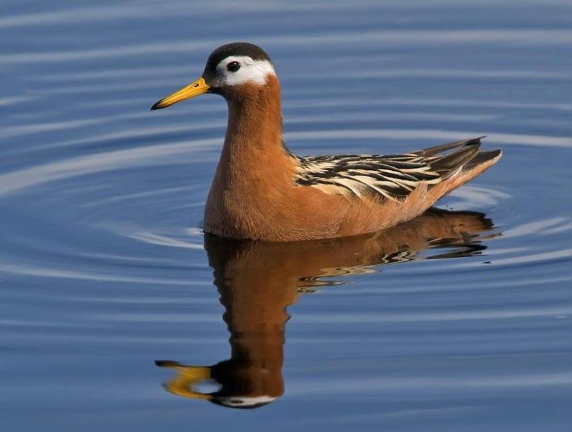 Ave migratoria que recorrió cientos de kilómetros para llegar murió por comer plástico en San Sebastián