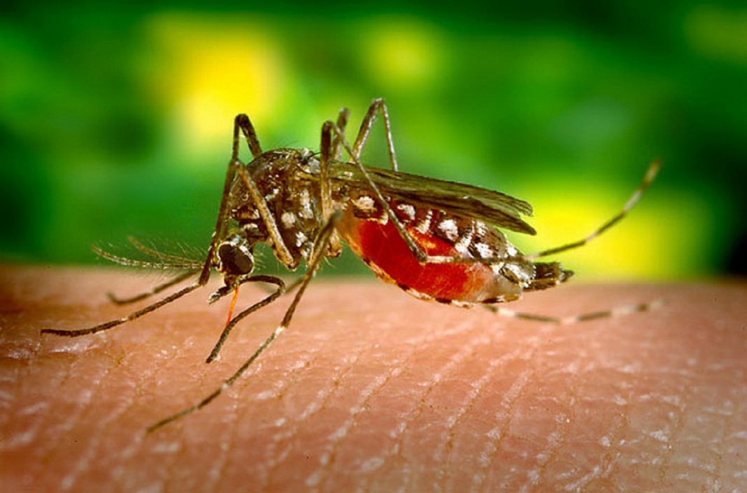 Brasil confirma 483 muertos por el brote de fiebre amarilla