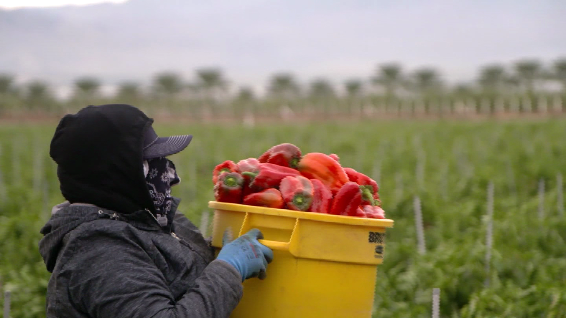 Campesinos piden ser prioritarios en vacunación contra COVID-19