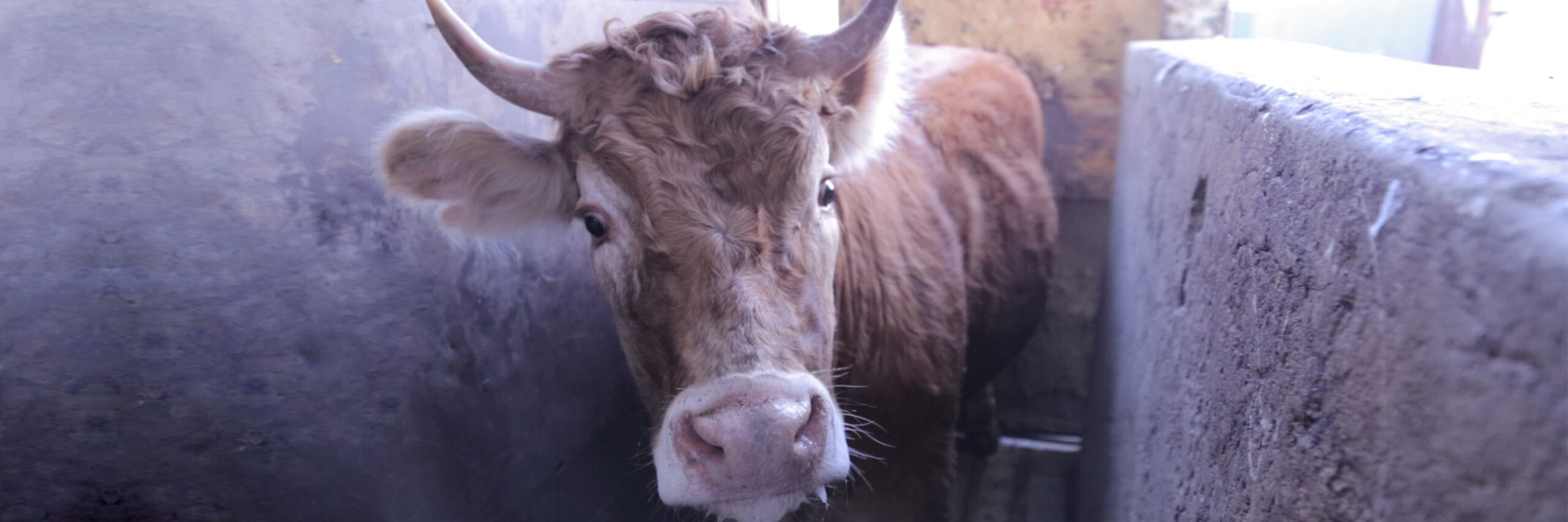 Castigarán crueldad animal en rastros y matanza de animales de consumo en vía pública en Naucalpan