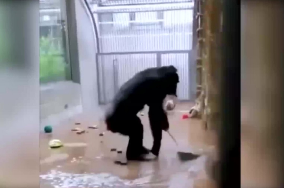 Chimpancé se vuelve viral por tomar una escoba y barrer su jaula