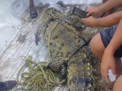 Cocodrilo provoca pánico en playa de Puerto Marqués